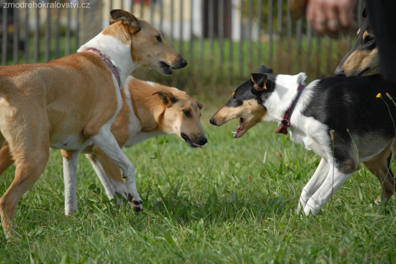 Adina, Donutka, Bezinka, Falco