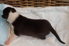 Bezinka - 1.týden - 8.3.2020