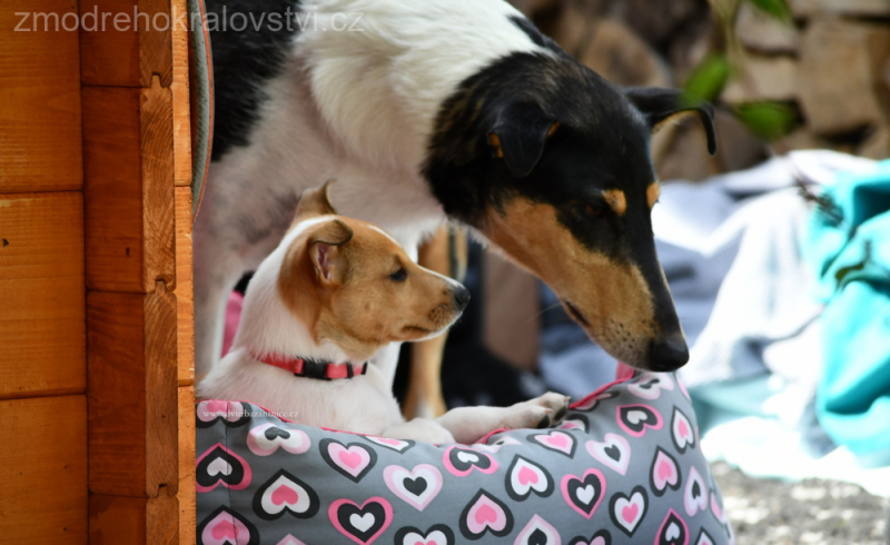 DSC_0208.-w-o-JPG