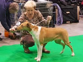 Mezinárodní výstava Prague Expo Dog 2018 (V1-CAC, res. CACIB)