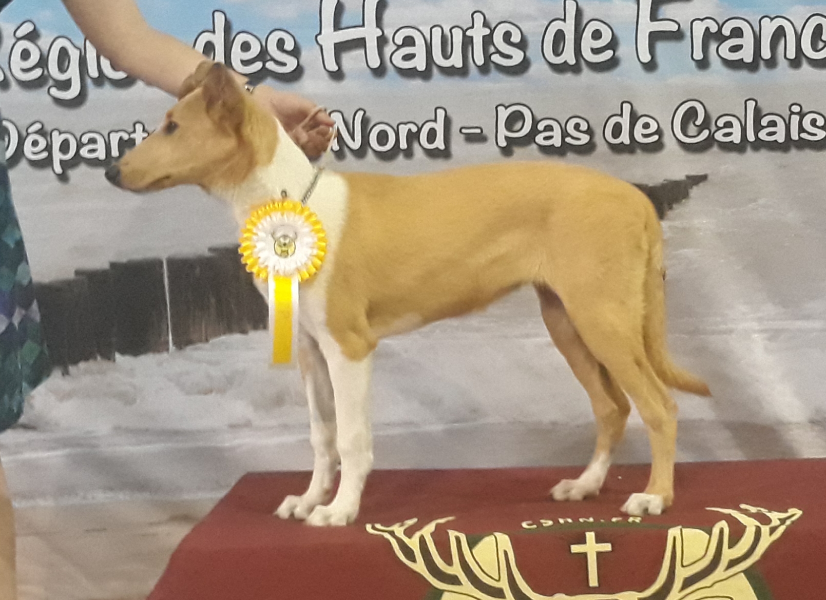 CACIB Douai (Fr), 18. 6. 2022 – Gratulujeme Castanee Ptyhagorce! Baby class: Very promising 1, Best Baby puppy