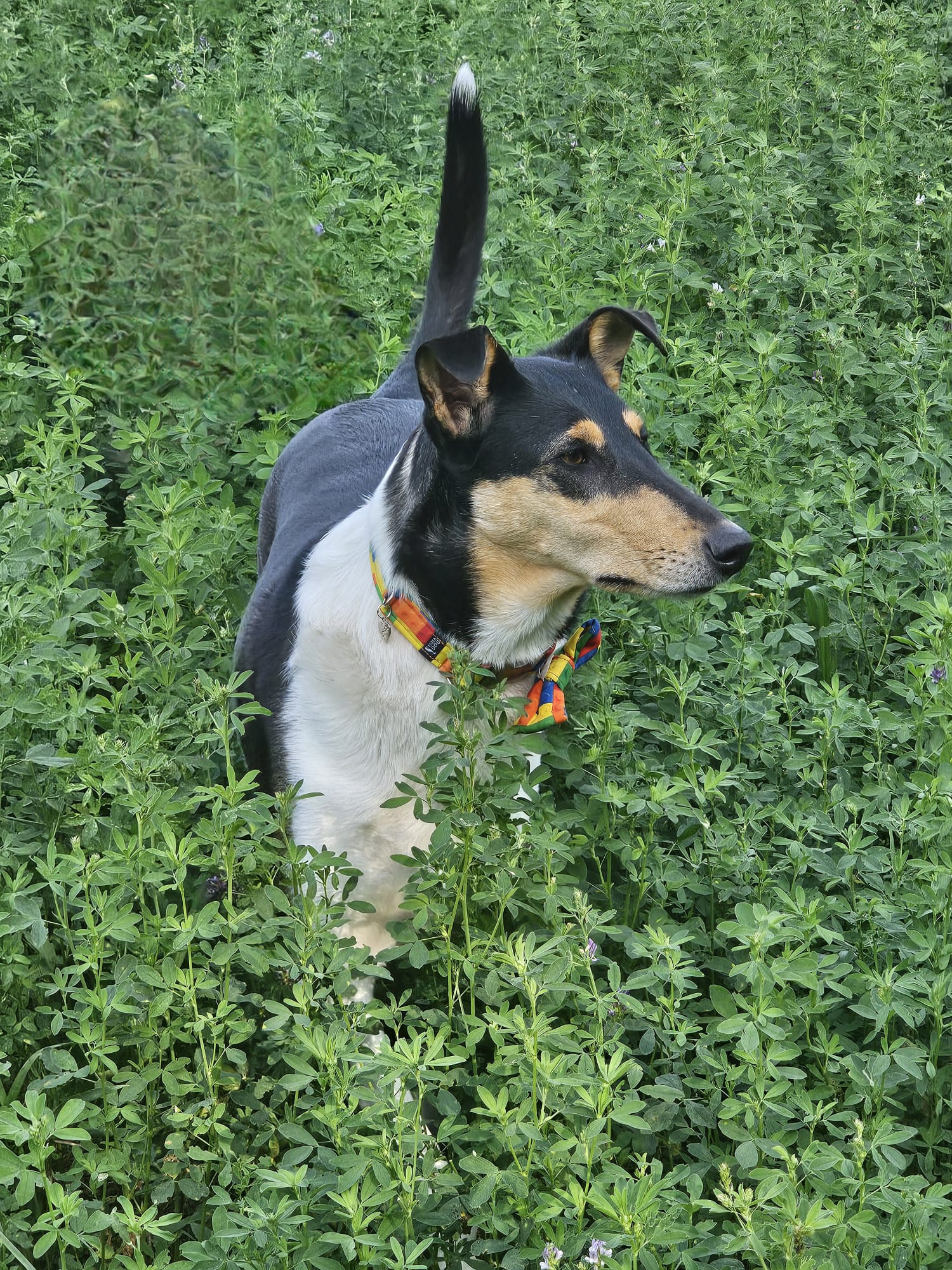 Naše Emilka se poprvé zúčastnila závodů v Rally Obedience v třídě ROZ a získala 95/100 a 98/100!