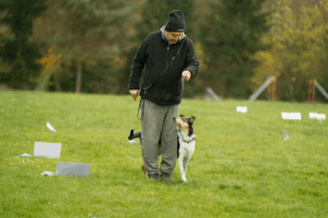 Emilka byla moc šikovná a složila zkoušku rally obedience ve třídě RO1 na 97/100 a postoupila do třídy RO2